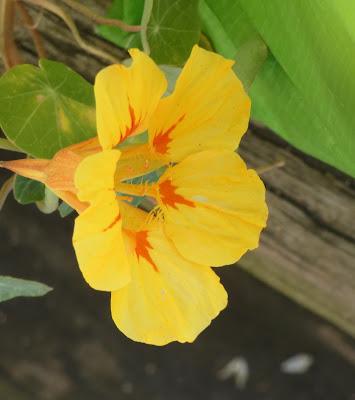 Flowers of Late Summer