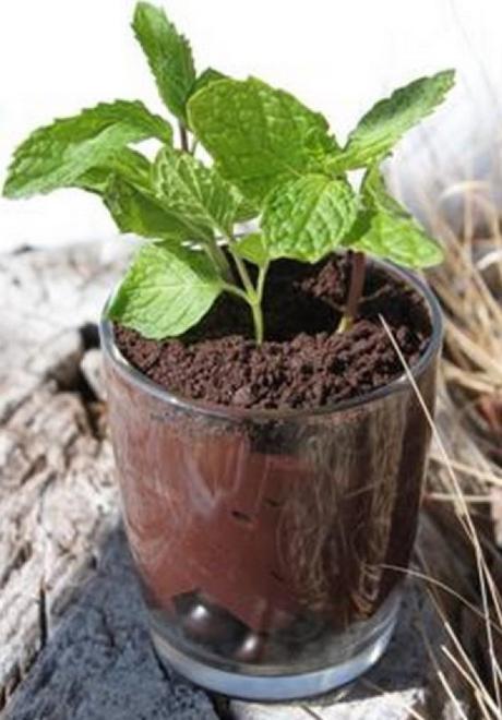 Pot plant shaped cake