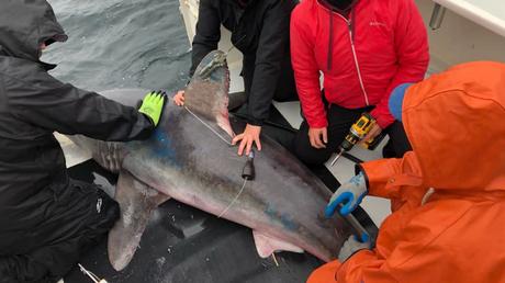 A pregnant shark was tagged and monitored for 5 months, then disappeared. Scientists now know what happened to her