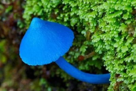 New Zealand. (Entoloma hochstetteri)