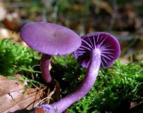 North Wales (Laccaria amethystina)