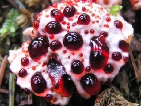 Arizona. (Hydnellum peckii)