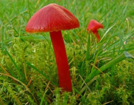 UK (Hygrocybe helobia)