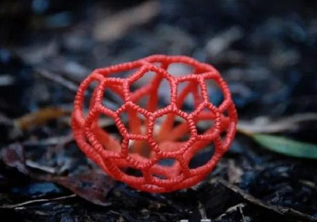 Mexico. (Clathrus ruber)