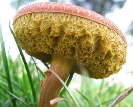 Pennsylvania. (Boletus campestris)