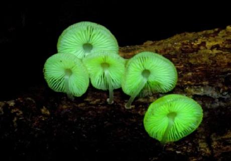 Borneo. (Neonothopanus gardneri)