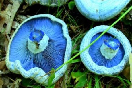 Toronto. (Lactarius indigo)