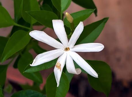 Jasmine flowers !  ~ தம்தன நம்தன தாளம் வரும்;   சந்தன மல்லிகை வாசம் வரும் ;