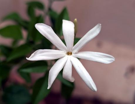 Jasmine flowers !  ~ தம்தன நம்தன தாளம் வரும்;   சந்தன மல்லிகை வாசம் வரும் ;