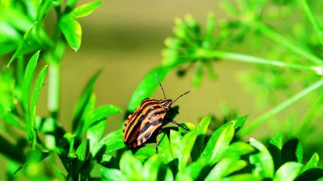 23 Amazing Facts About Insects