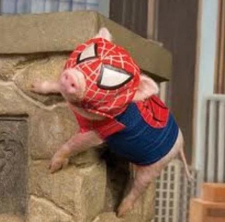 Pig Looks like Spider-Man