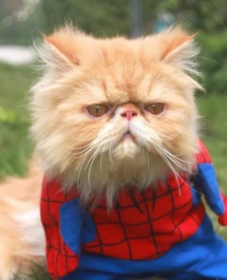 Cat Looks like Spider-Man