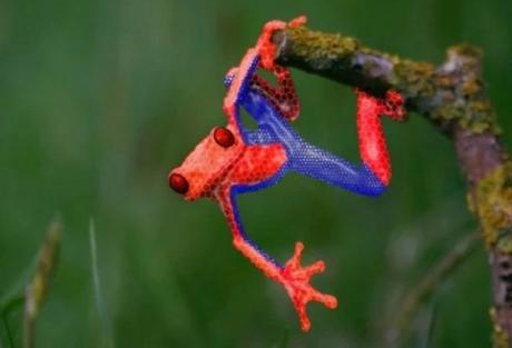 Frog Looks like Spider-Man