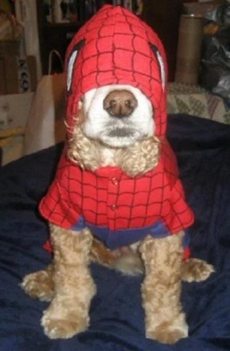 Dog Looks like Spider-Man