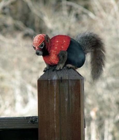 Squirrel Looks like Spider-Man