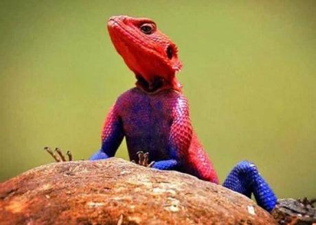 Red Headed Agama Looks like Spider-Man