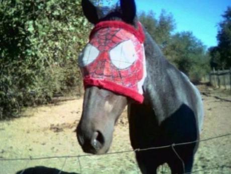 Horse Looks like Spider-Man