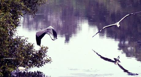 How many birds do you see ?  ~  கண்ணோடு காண்பதெல்லாம் … கண்களுக்குச் சொந்தமில்லை