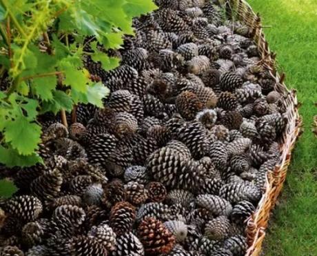 Pine Cones Turned into Mulch