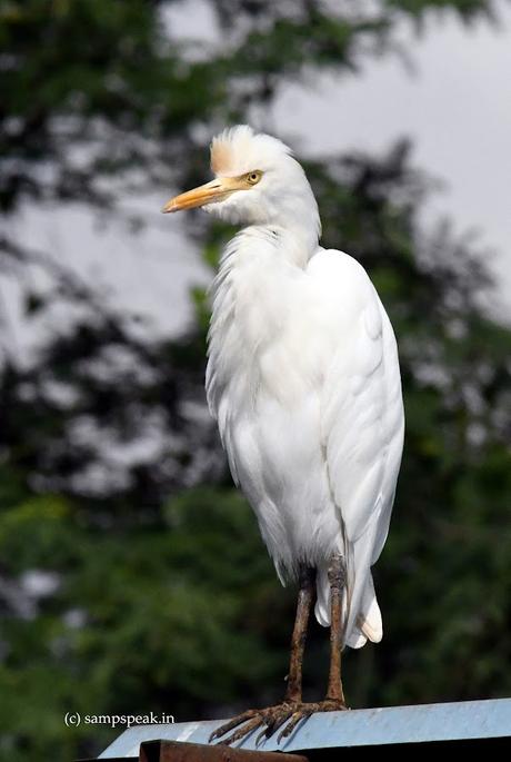 Decent proposal - Cattle Egret reaction ! - நாணம்?? Decent proposal - Cattle Egret reaction ! - நாணம்??