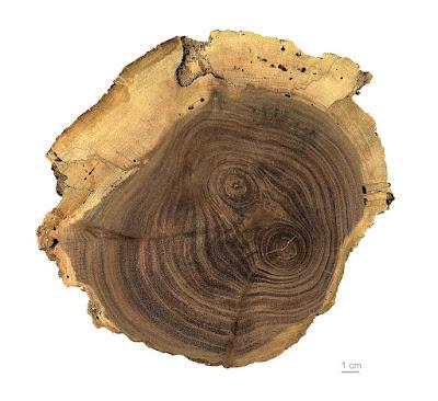 South Dakota Trees: Black Walnut