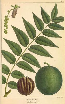 South Dakota Trees: Black Walnut