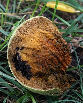 South Dakota Trees: Black Walnut