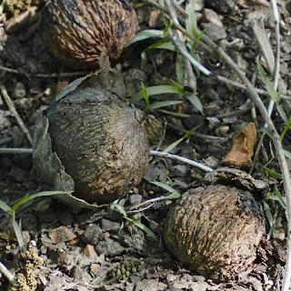 South Dakota Trees: Black Walnut