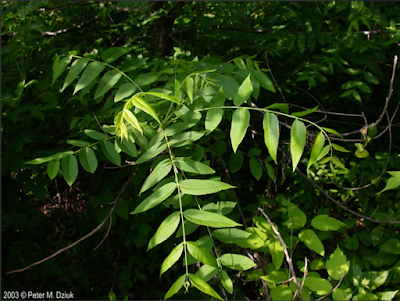 South Dakota Trees: Black Walnut