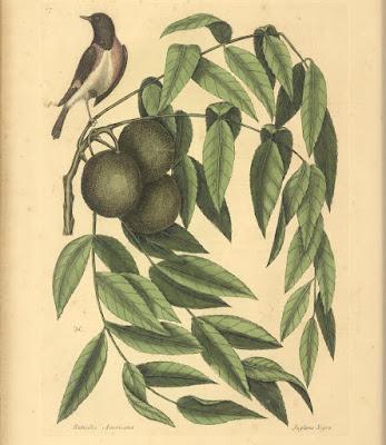 South Dakota Trees: Black Walnut