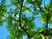 South Dakota Trees: Black Walnut