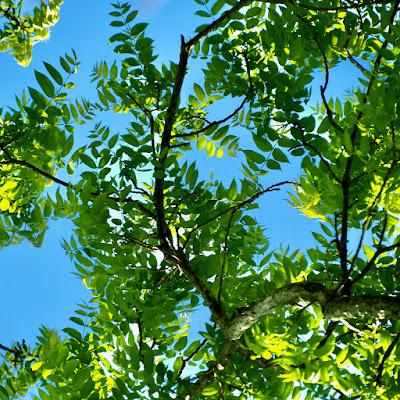 South Dakota Trees: Black Walnut