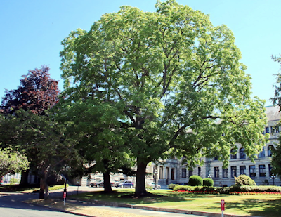 South Dakota Trees: Black Walnut