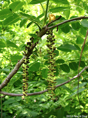 South Dakota Trees: Black Walnut