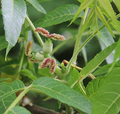 South Dakota Trees: Black Walnut