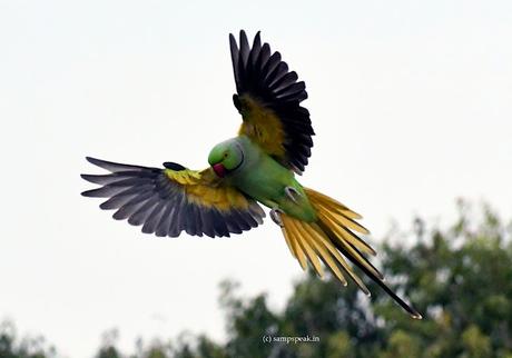 Coloured Parakeet !!!   ~   பஞ்சவர்ணக்கிளி நீ பறந்த பின்னாலும்