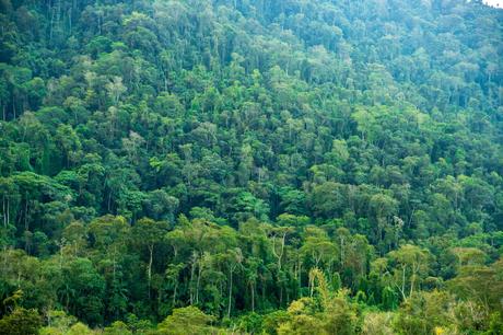 A dense Brazilian rainforest landscape with a variety of tall trees covered in rich green foliage, capturing the lush and dense vegetation.