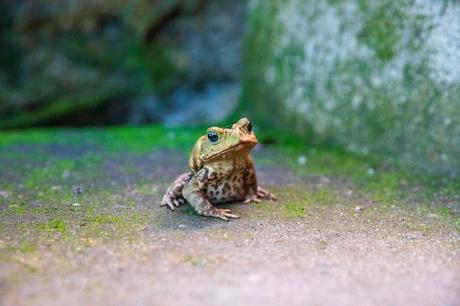 A toad sitting on a moss-covered concrete surface, looking upwards with wide eyes, surrounded by a blurred green and gray background.