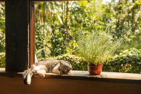 A cat sleeping peacefully on a wooden windowsill beside a potted lavender plant, with a verdant garden visible in the background.