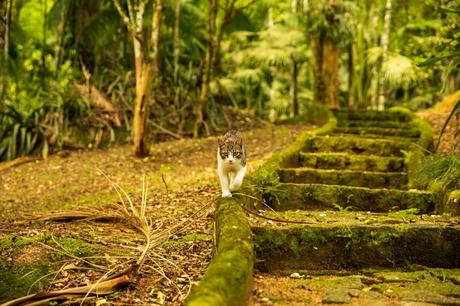 A curious cat walking along a moss-covered stone path in a dense, green forest with sunlight filtering through the trees.