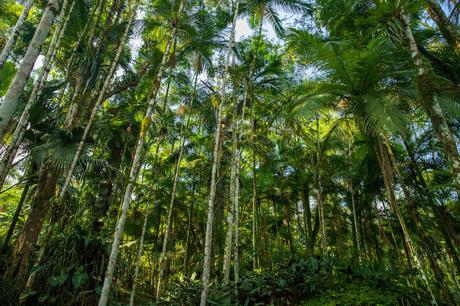 A canopy of tall palm trees in a dense Brazilian jungle, with light filtering through the lush green leaves.