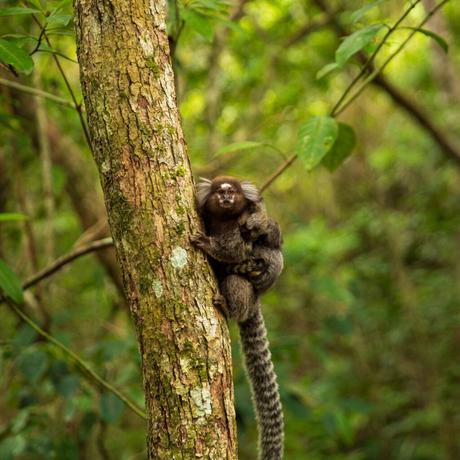 A marmoset monkey clinging to a tree trunk in a dense tropical forest, with its long tail hanging down and curious eyes looking toward the camera.