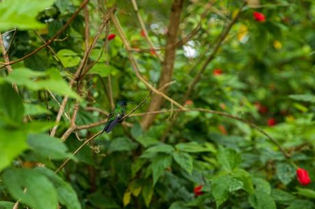 A small hummingbird perched on a thin branch, surrounded by vibrant green foliage and red flowers.