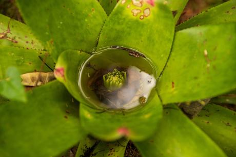 A close-up of a green bromeliad plant with water pooled in its center, reflecting light, and some leaves and debris floating inside.