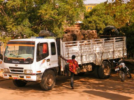 A white Isuzu truck with a group of camels standing in the back, parked under a tree with a man in a red shirt walking towards it. The truck is on a dirt road, and a motorcycle is parked beside it.