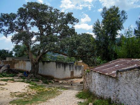 A large tree with sprawling branches in a courtyard, surrounded by stone walls and a few buildings with corrugated metal roofs. A child can be seen walking on a cobblestone path.