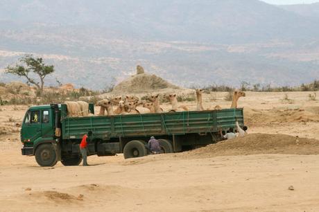 A green truck loaded with several camels in the back, parked on a dusty plain with mountains in the background. Two men are standing near the truck, adjusting or securing items.