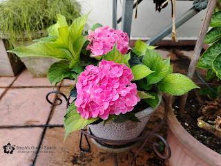 Propagating A Dwarf Hydrangea