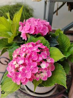 Propagating A Dwarf Hydrangea