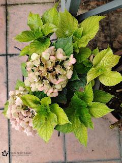 Propagating A Dwarf Hydrangea